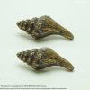 2.91" inches Lot of 2 pcs Vintage Retro Clam shell Pull Knobs Solid Brass Antique Cabinet Drawer Handle Pulls N267 1 DSC1793 resize